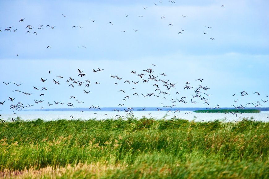 Korgalzhyn State Nature Reserve