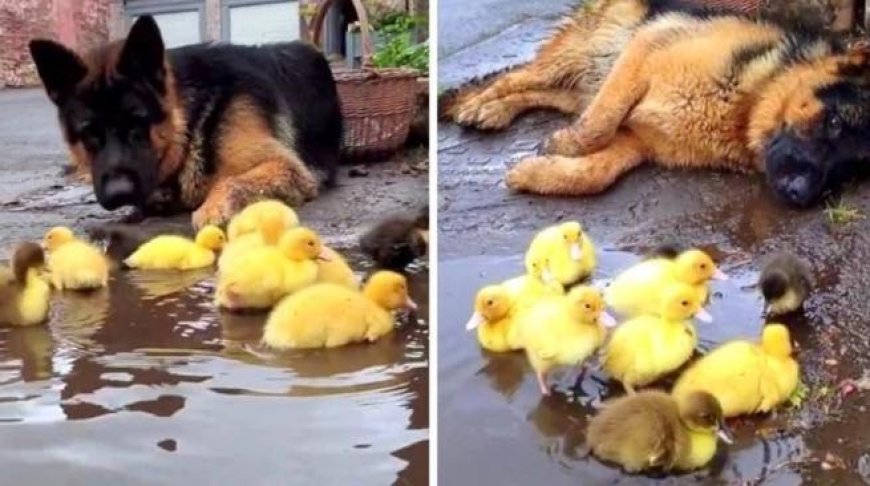 The kind German Shepherd likes the opportunity to watch after the little animals…