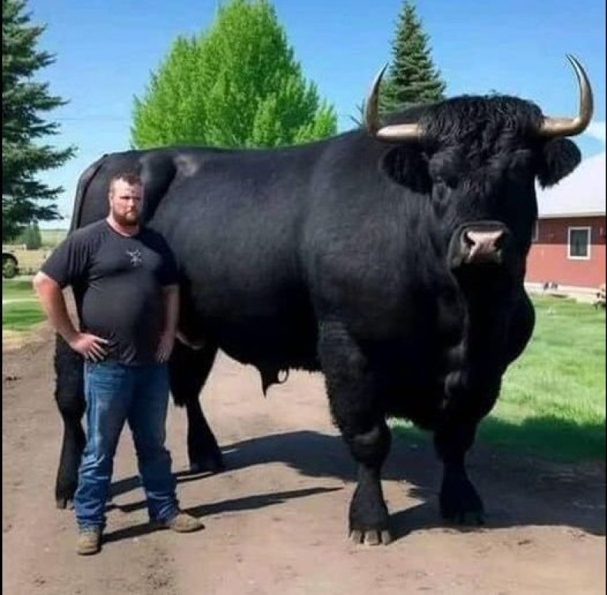 I recently spent $6,500 on a young registered Black Angus bull