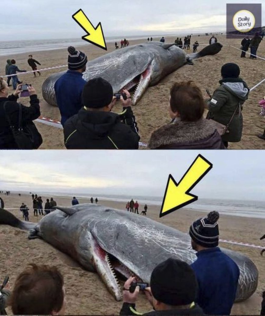 What They Found in the Stomach of This Whale Shocked the Entire World! It’s Hard to Believe
